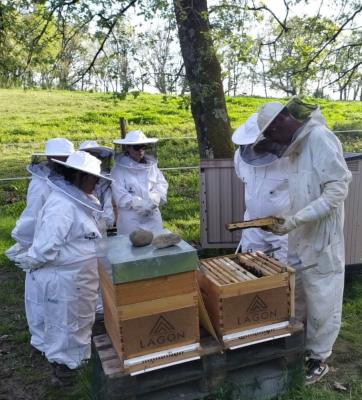 IMPACT APICULTURE