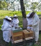 IMPACT APICULTURE