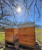 IMPACT APICULTURE