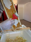 IMPACT APICULTURE